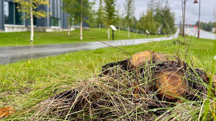 Stumps outside the Wasilla Public Library