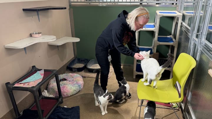 Abi Anspaugh, a Matanuska-Susitna borough animal shelter manager, cares for cats 